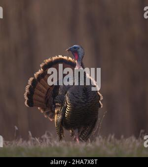 Jake wild turkey in northern Wisconsin. Stock Photo