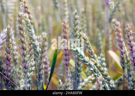 Fusarium ear blight, Fusarium head blight, FHB, or scab, is a fungal disease of cereals: wheat, barley, oats, rye and triticale. Stock Photo