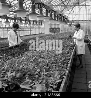 Kielce, 1969-11-20. Stacja oceny sadzeniaków ziemniaka w Wojewódzkim ...