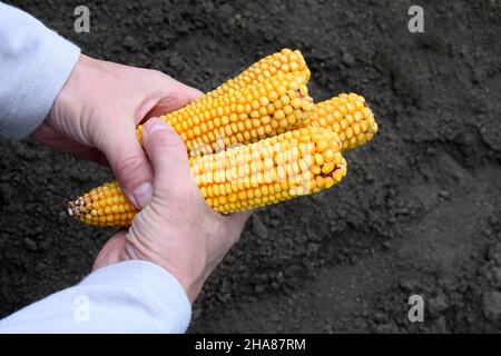 Corn cobs in male hands, against the background of a loosened black earth. Close-up. Selective focus. Copy space. Stock Photo