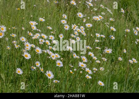 Oxeye Daisy (Leucanthemum vulgare), Group of flowering heads front facing following the sunlight. Each head adjacent to others make for an interesting Stock Photo