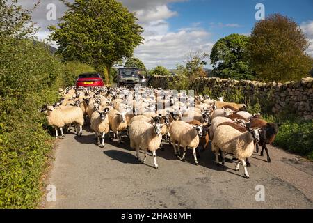 UK, Cumbria, Allerdale, Keswick, Threlkeld, Rough Fell Sheep being herded along country lane Stock Photo