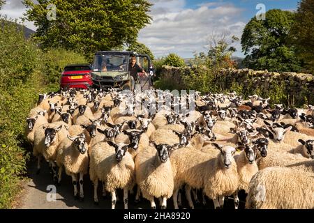 UK, Cumbria, Allerdale, Keswick, Threlkeld, Sheep being herded along country lane Stock Photo