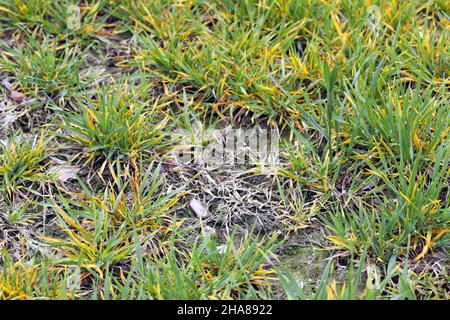 Barley yellow dwarf (BYD) is a plant disease caused by the barley yellow dwarf virus (BYDV) and is the most widely distributed viral disease of cereal Stock Photo