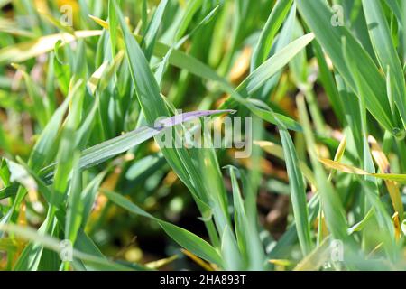 Barley yellow dwarf (BYD) is a plant disease caused by the barley yellow dwarf virus (BYDV) and is the most widely distributed viral disease of cereal Stock Photo