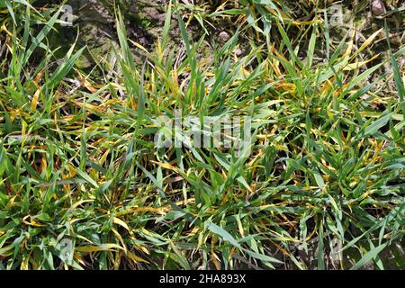 Barley yellow dwarf (BYD) is a plant disease caused by the barley yellow dwarf virus (BYDV) and is the most widely distributed viral disease of cereal Stock Photo