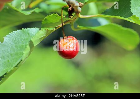 Closeup of a ripening cherry fruit infected by cherry fruit rot called Monilia, is a serious disease of stone trees causing great losses in orchards. Stock Photo