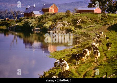 1980s HOLSTEIN COWS WALKING TO THE BARN FOR MILKING ON PATH ALONGSIDE A FARM POND - kc9968 RSS001 HARS RED BARN Stock Photo