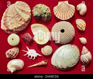 1960s 1970s ARRANGEMENT OF MANY VARIOUS SEASHELLS CHAMBERED NAUTILUS FAIRYLAND SNAIL SUNDIAL SHELL SEA URCHINS PEARLED ABALONE - ks11558 RSS001 HARS CONCEPTS RELAXATION SEASHELLS SNAIL AMATEUR ASSORTMENT ENJOYMENT OLD FASHIONED REPRESENTATION Stock Photo