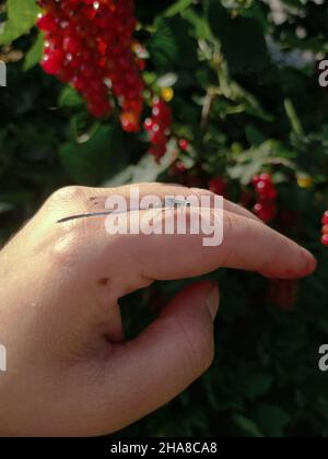 Dragonfly on a woman's hand closeup Stock Photo