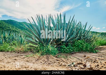 Blue agave plantation in the field to make tequila Stock Photo