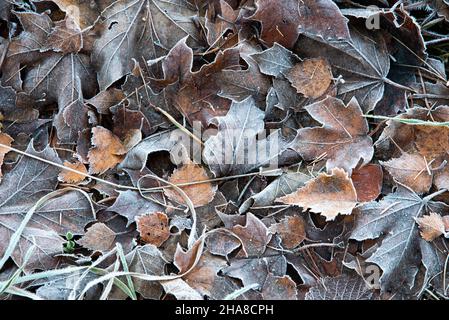 Frost on the forest undergrowth in Glen Tilt, Blair Atholl, Cairngorms, Scotland Stock Photo