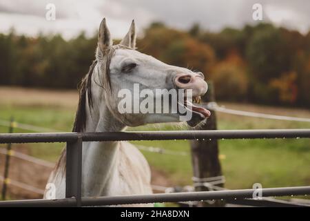 White horse yawing and whinnying for food by gate Stock Photo