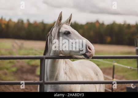 White horse leaning over gate in the fall colors Stock Photo