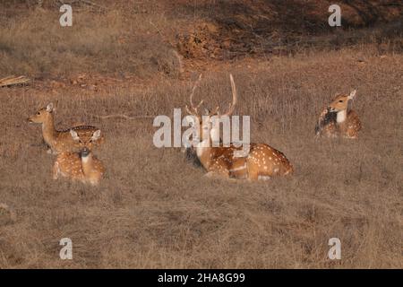 A small herd of Spotted deer or Chital (Axis axis) including a stag in Ranthambhore national park, Rajasthan, India Stock Photo