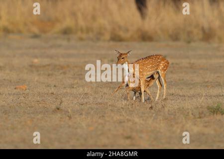 A doe Spotted deer or Chital (Axis axis) feeding her fawn in Tadoba-Andhari tiger reserve, Maharashtra, India Stock Photo