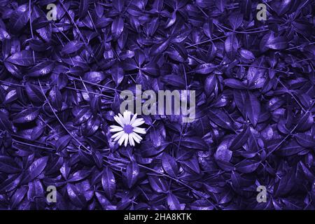 Periwinkle leaves on a dark background toned in purple color and solitary white flower. Nature abstract background. Beautiful dark blue texture. Flat style, close-up. Monochrome color, Copy space. The fashionable color of 2022. Very peri color background. Stock Photo