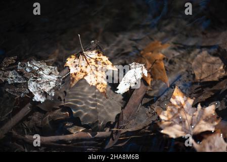 DRY AUTUMN LEAVES, FLOATING IN THE WATER. Stock Photo