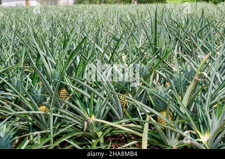 pineapple cultivation near Pital, Costa Rica, Central America Stock Photo