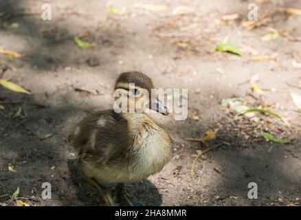 Mandarin Duckling (Aix galericulata) Stock Photo