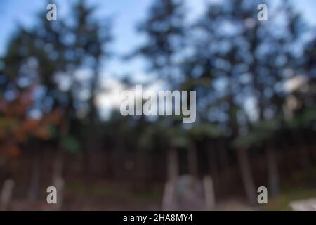 Blurry forest, fuzzy pine trees forest background photo. Stock Photo