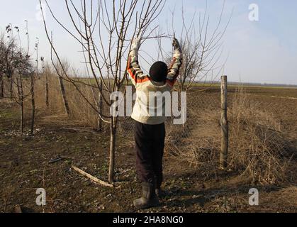 Spring pruning of trees with pruning shears. Woman pruning tree branches. Stock Photo