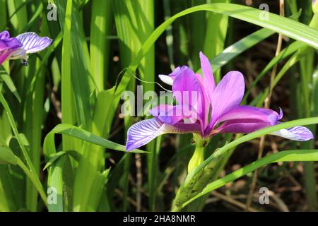 Iris graminea on blurred background.  Blue and violet flowers, almost hidden by narrow, grassy leaves, and a plum scented fragrance. Stock Photo