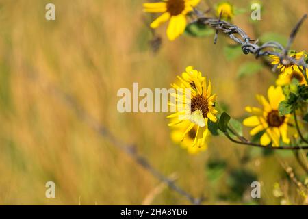 Small yellow butterfly eating nectar from brown and yellow flowers against a grassy background Stock Photo