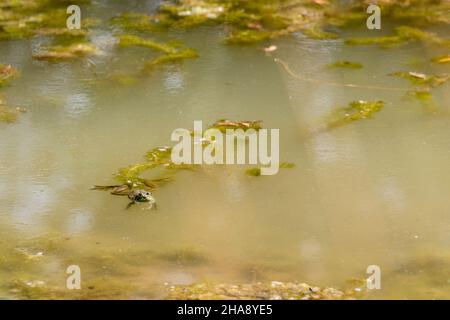 Frog swimming lazily in the middle of a scummy pond Stock Photo