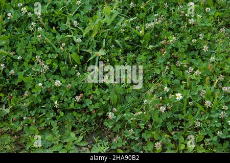 Lush green blooming clover, top view Stock Photo