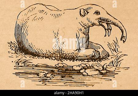 A 19th century British sketch of a Dinotherium (meaning 'terrible Beast', now extinct but found in European tertiary geological formations. The largest specimen remains found  indicate it exceeded  18 feet (5.5 metres) in length. The animal had a proboscis or trunk and two prominent tusks. It may have been related to the modern elephant, walrus or Steller's sea cow (Hydrodamalis gigas). Georg Wilhelm Steller ( 1709 –  1746) was a German botanist Stock Photo