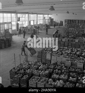 Warszawa, 1969-11-13. Przechowalnia œwie¿ych warzyw Warszawskiej Spó³dzielni Ogrodniczej w Powsinie. Nz. sk³adowanie skrzynek z kapust¹. mta  PAP/Henryk Rosiak      Warsaw, Nov. 13, 1969. The fresh fruit storehouse of Warsaw Horticulture Cooperative in Powsin. Pictured: the storing of boxes with cabbage.    mta  PAP/Henryk Rosiak Stock Photo