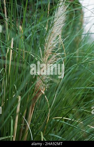 Pampas green grass texture. Trendy fashionable natural background. Pale green thin stems and blades of grass. Abstract composition of decorative garde Stock Photo