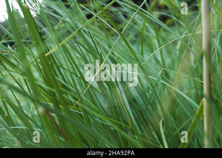 Pampas green grass texture. Trendy fashionable natural background. Pale green thin stems and blades of grass. Abstract composition of decorative garde Stock Photo