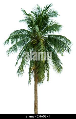 Crown of a tall palm tree of coconut isolated on white background Stock Photo