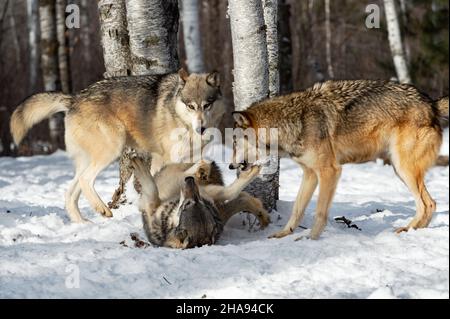 Grey Wolves (Canis lupus) Dominate Pack Mate Rolling on Back Winter - captive animals Stock Photo