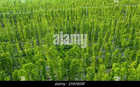 Green shoots of hops grow on ropes. Specialized field. Drone view. Stock Photo