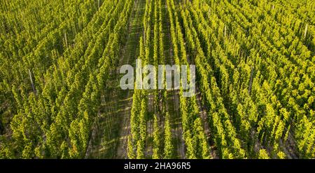 Green shoots of hops grow on ropes. Specialized field. Drone view. Stock Photo