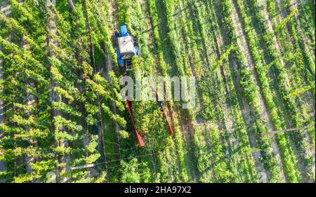 A tractor with special equipment harvests hops in a special field. Drone view. Stock Photo