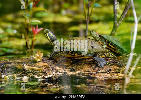 painted turtle (Chrysemys picta) and red-eared slider (Trachemys scripta elegans) Sunning Stock Photo