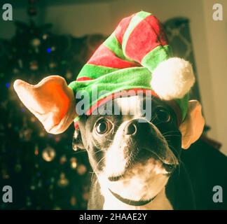 Boston Terrier Dressed up as Elf for Christmas Stock Photo