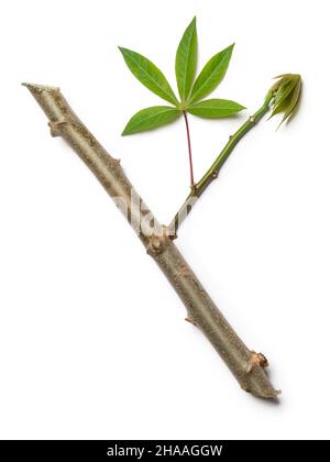 young cassava or manihot plant foliage, also known as manioc, yuca or brazillian arrowroot, root vegetable plant isolated on white background Stock Photo