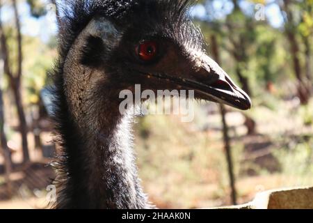 A Close-Up of an Australian Emu - Emu Head Stock Photo