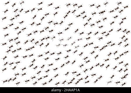 Black ant trail. Working insect curve group silhouettes isolated on white background. Vector illustration. Stock Vector