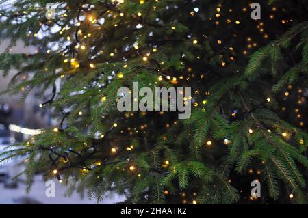 Evergreen Christmas tree with garland and bokeh lights . High quality photo Stock Photo