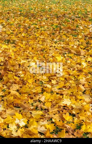 Yellow leaves on the ground in autumn, beautiful background Stock Photo