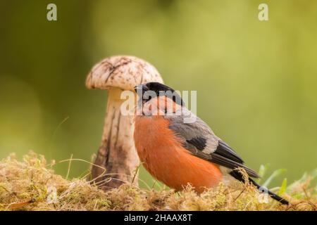 male bullfinch is standing in front of a mushroom Stock Photo