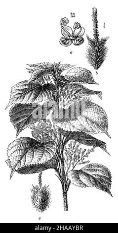 White Mulberry, Morus alba,  (encyclopedia, 1898), Maulbeere, Weiße Stock Photo