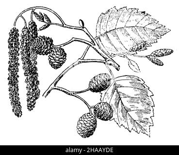 grey alder or speckled alder, Alnus incana,  (botany book, 1910), Erle, Grau- Stock Photo