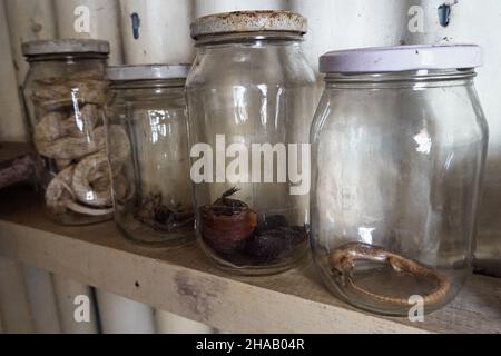 Row of jars containing preserved snakes Stock Photo